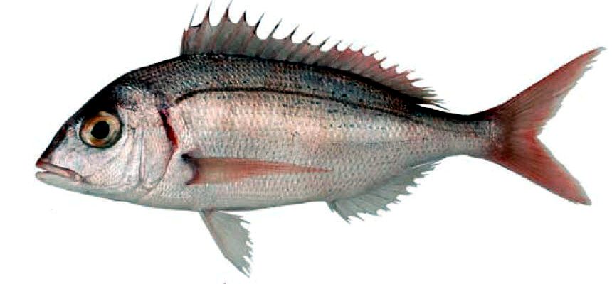 Pagellus erythrinus_06.jpg